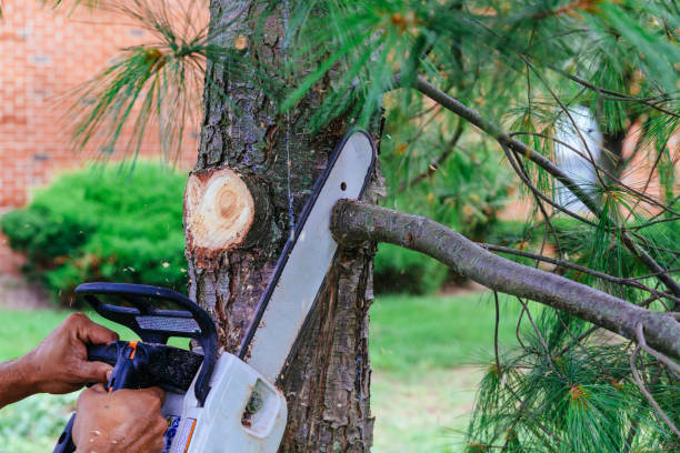 Best Hazardous Tree Removal  in Penn Estates, PA